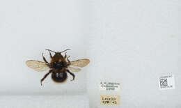 Image of Bombus barbutellus (Kirby 1802)