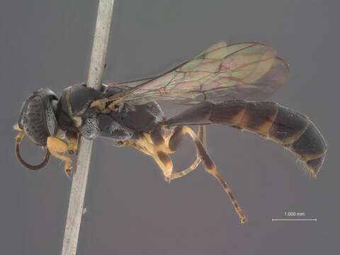 Image de Trypoxylon triangulum Tsuneki 1981