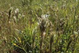 Imagem de Andropogon glomeratus var. glomeratus