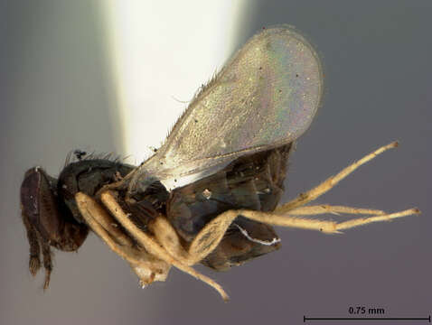 Image of Parasitoid wasp