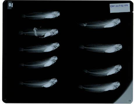 Image of Istiblennius edentulus (Forster & Schneider 1801)