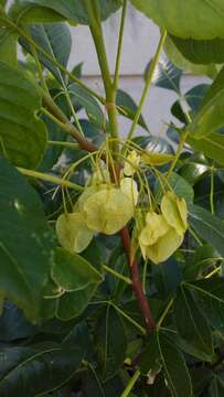 Image of common hoptree