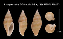Image of Metula inflata (Houbrick 1984)