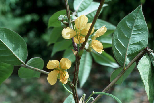 Image of septicweed