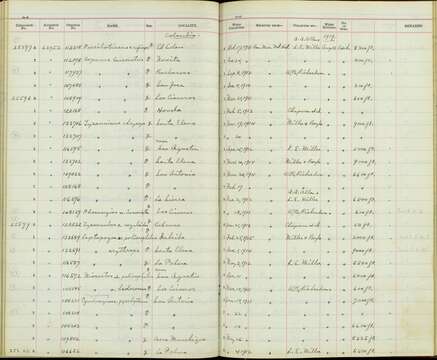 Colonia colonus leuconota (Lafresnaye 1842)的圖片