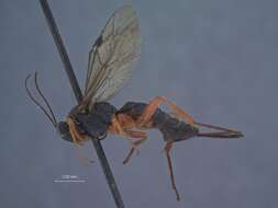 Imagem de Pimpla erythropus Viereck 1909