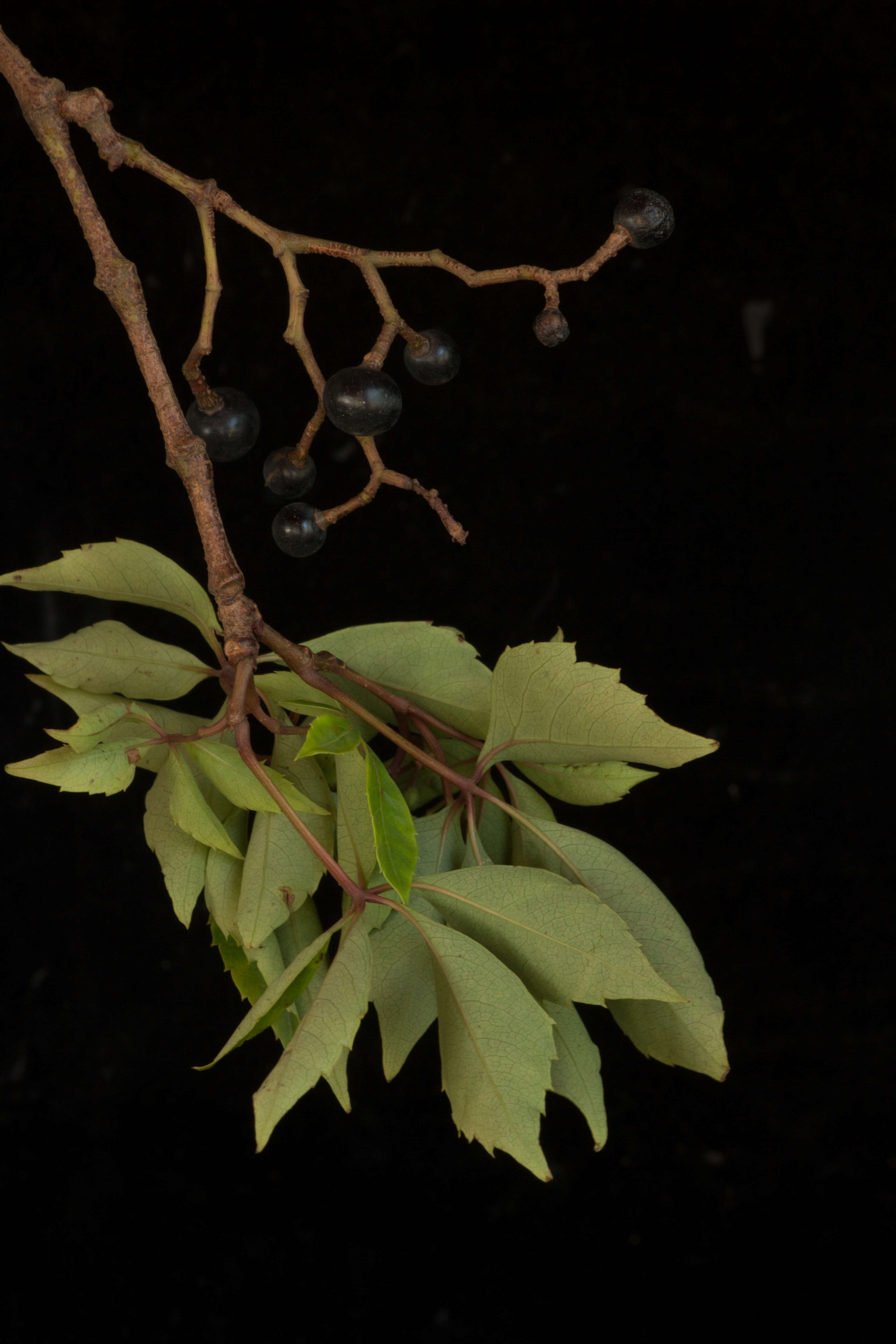 Image of Virginia creeper