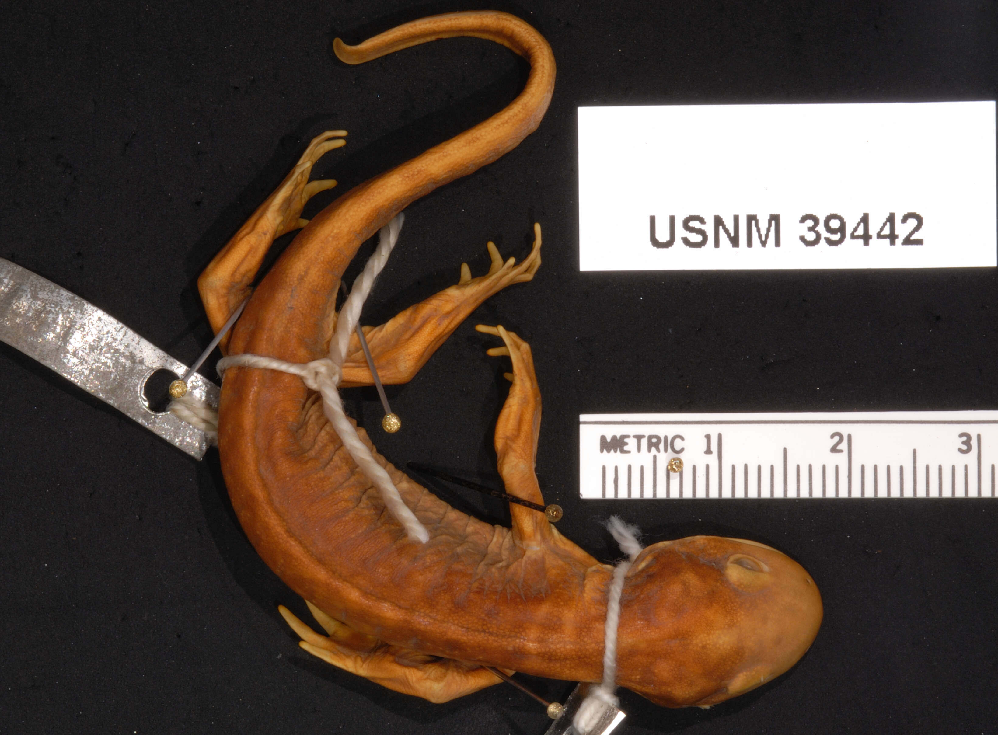 Image of Eastern Tiger Salamander