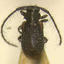 Image of Exocentrus (Pseudocentrus) rufohumeralis Breuning 1957