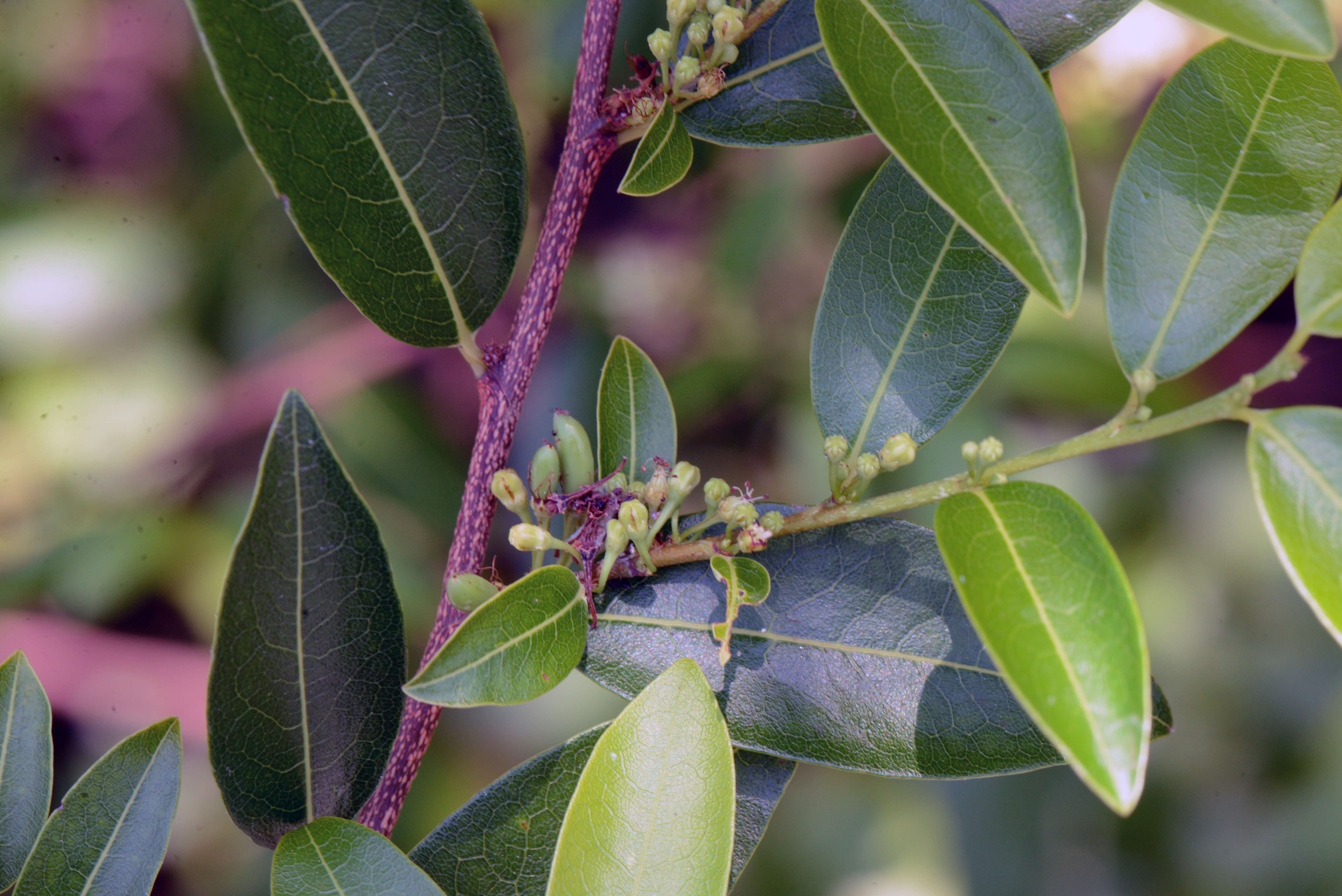 Image of Erythroxylum anguifugum C. Martius