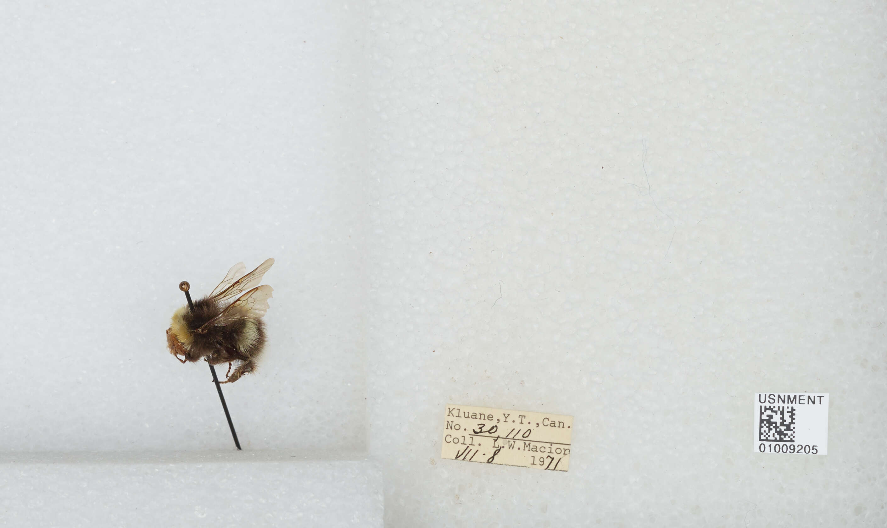 Image of White-tailed bumblebee