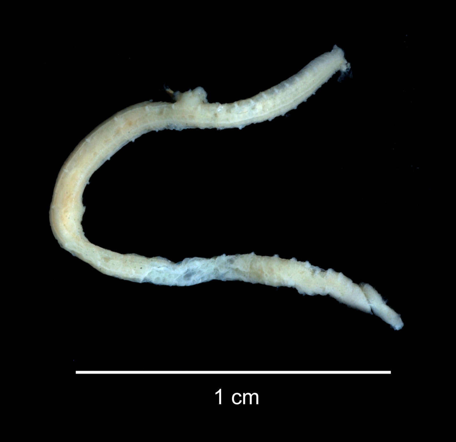 Sivun Ophelina nematoides (Ehlers 1913) kuva