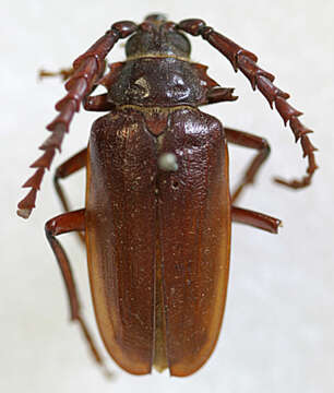 Image of California Root Borer