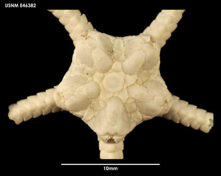 Image of Amphiophiura gibbosa Mortensen 1936