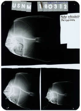 Image of Orbicular batfish