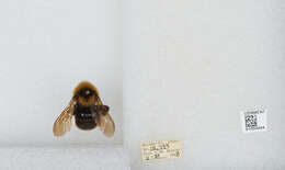 Image de Bombus insularis (Smith 1861)