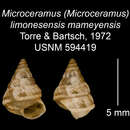 Imagem de Microceramus limonesensis mameyensis C. Torre & Bartsch 2008