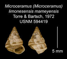 Imagem de Microceramus limonesensis mameyensis C. Torre & Bartsch 2008