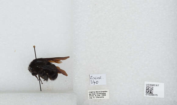 Image of Bombus pullatus Franklin 1913