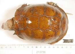 Image of Three-toed box turtle