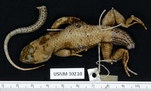 Image of Sceloporus formosus Wiegmann 1834