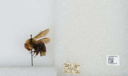 Image de Bombus insularis (Smith 1861)