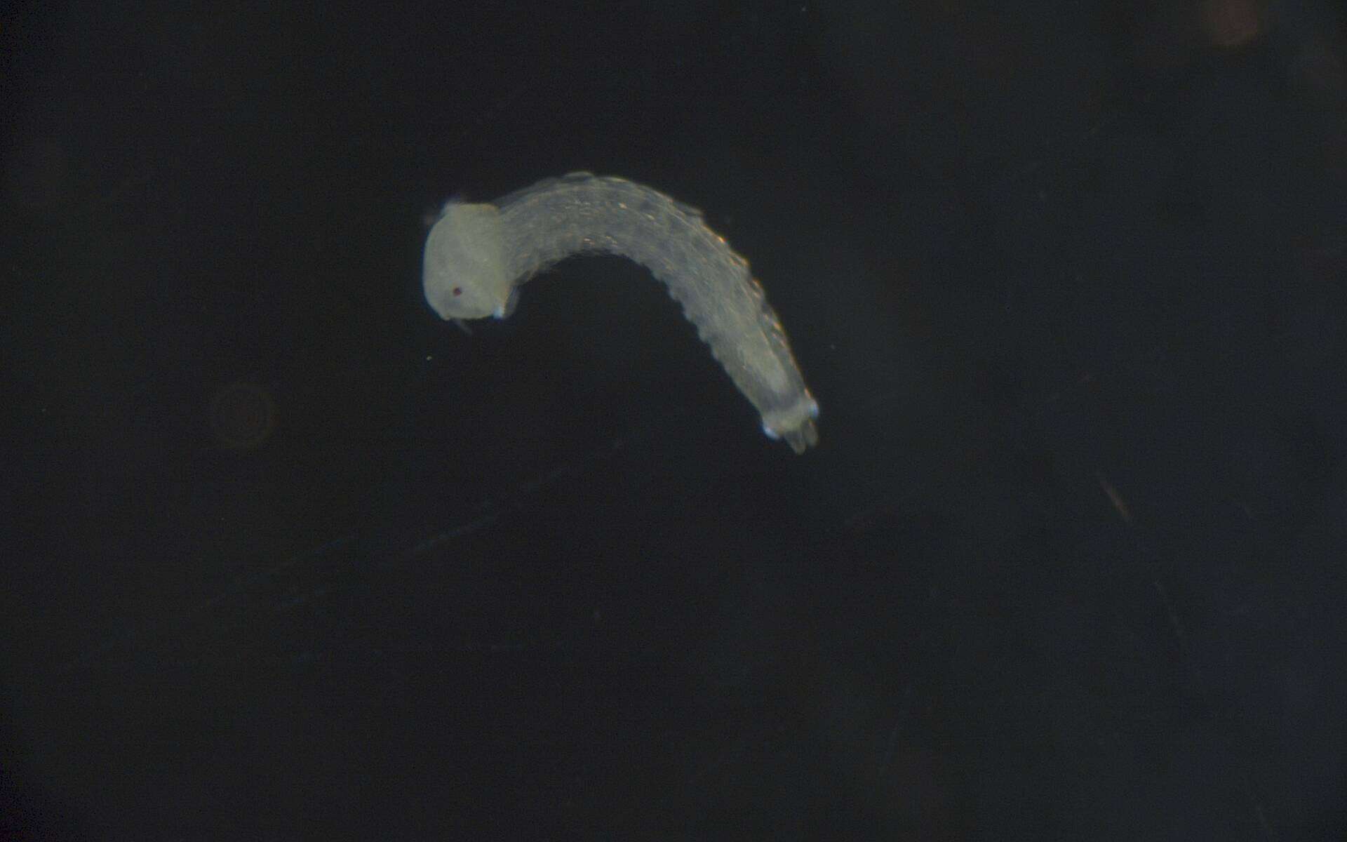 Image of Phyllodocida