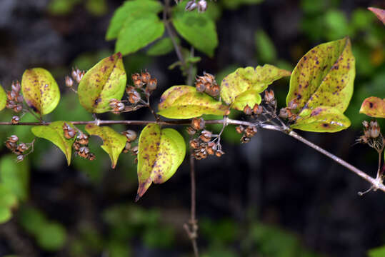 Image of Russelia campechiana Standley