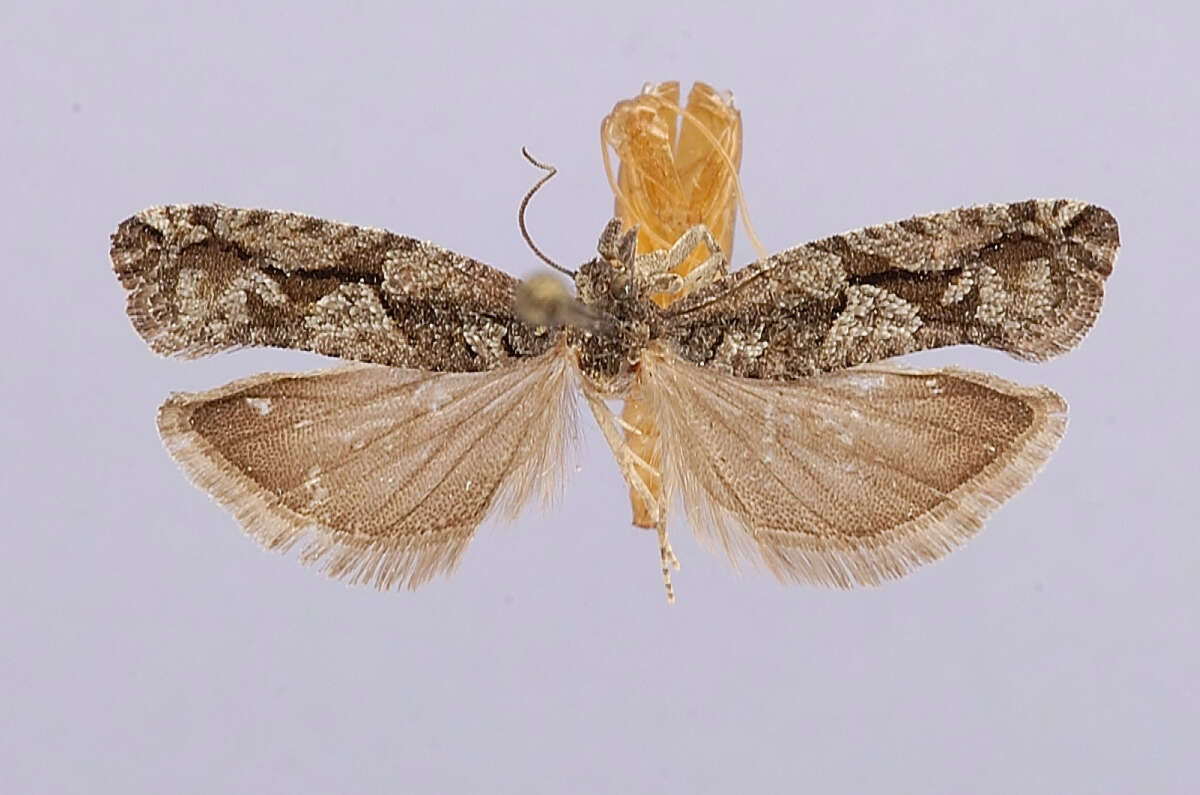 Image of Eucosma cercocarpana Dyar 1903