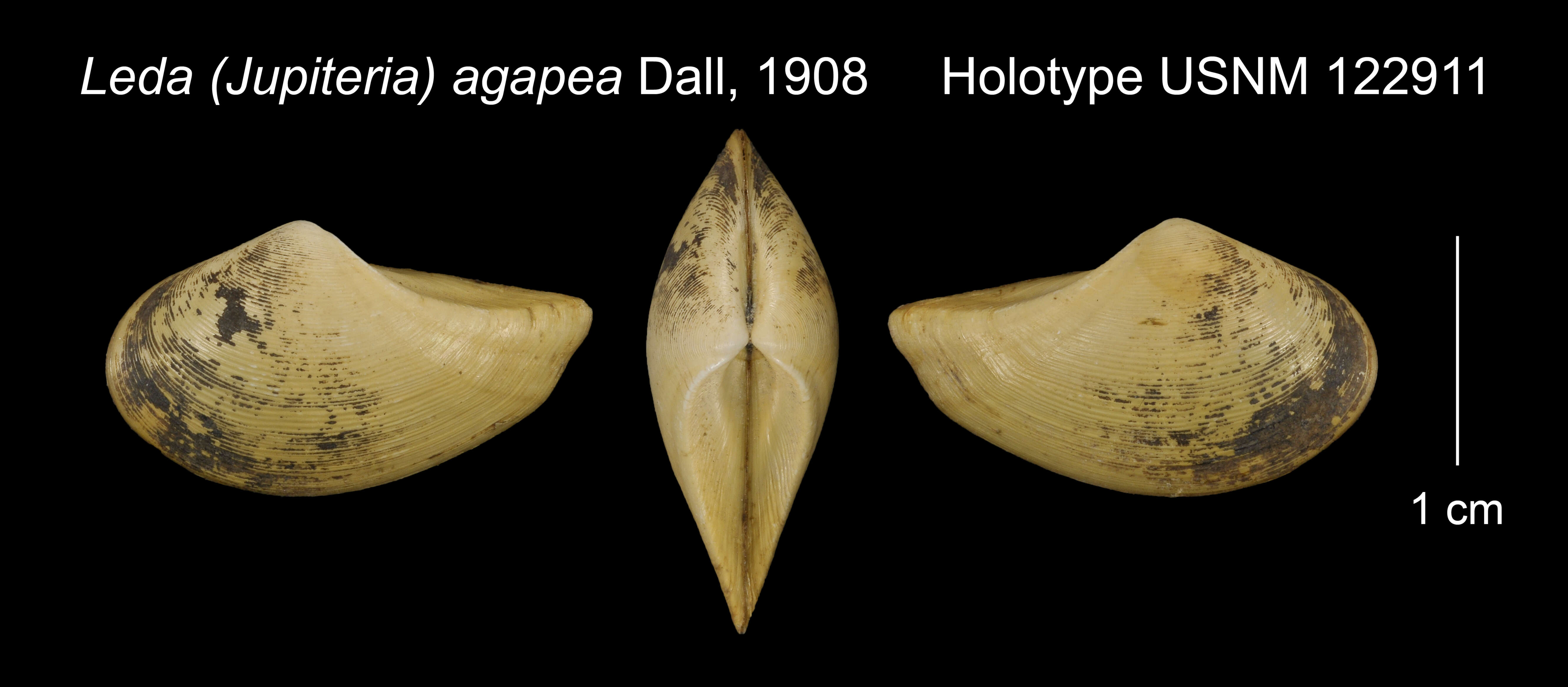 صورة Saccella agapea (Dall 1908)