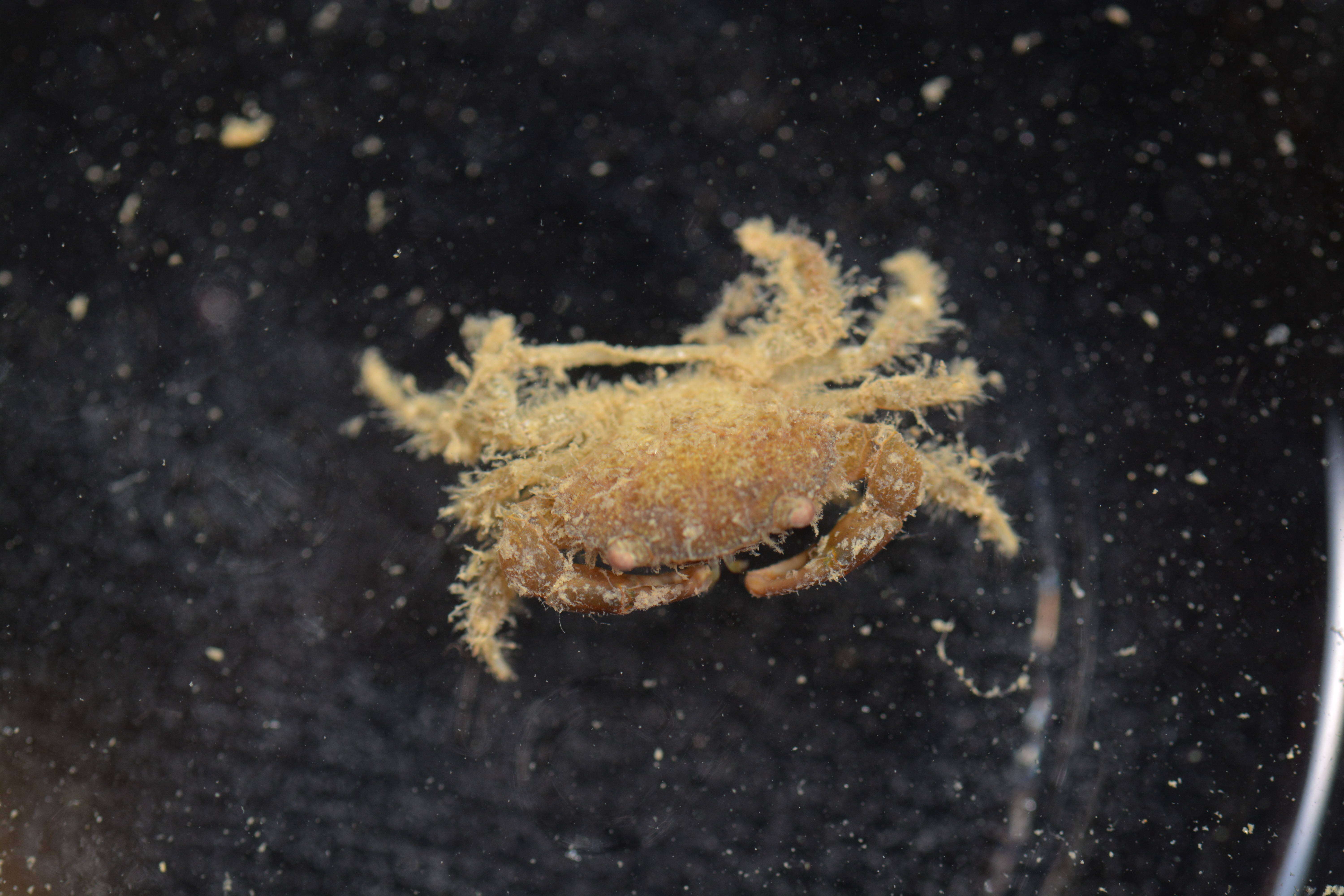 Image of Xanthidae