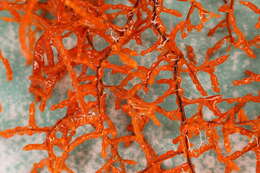 Image of Black coral