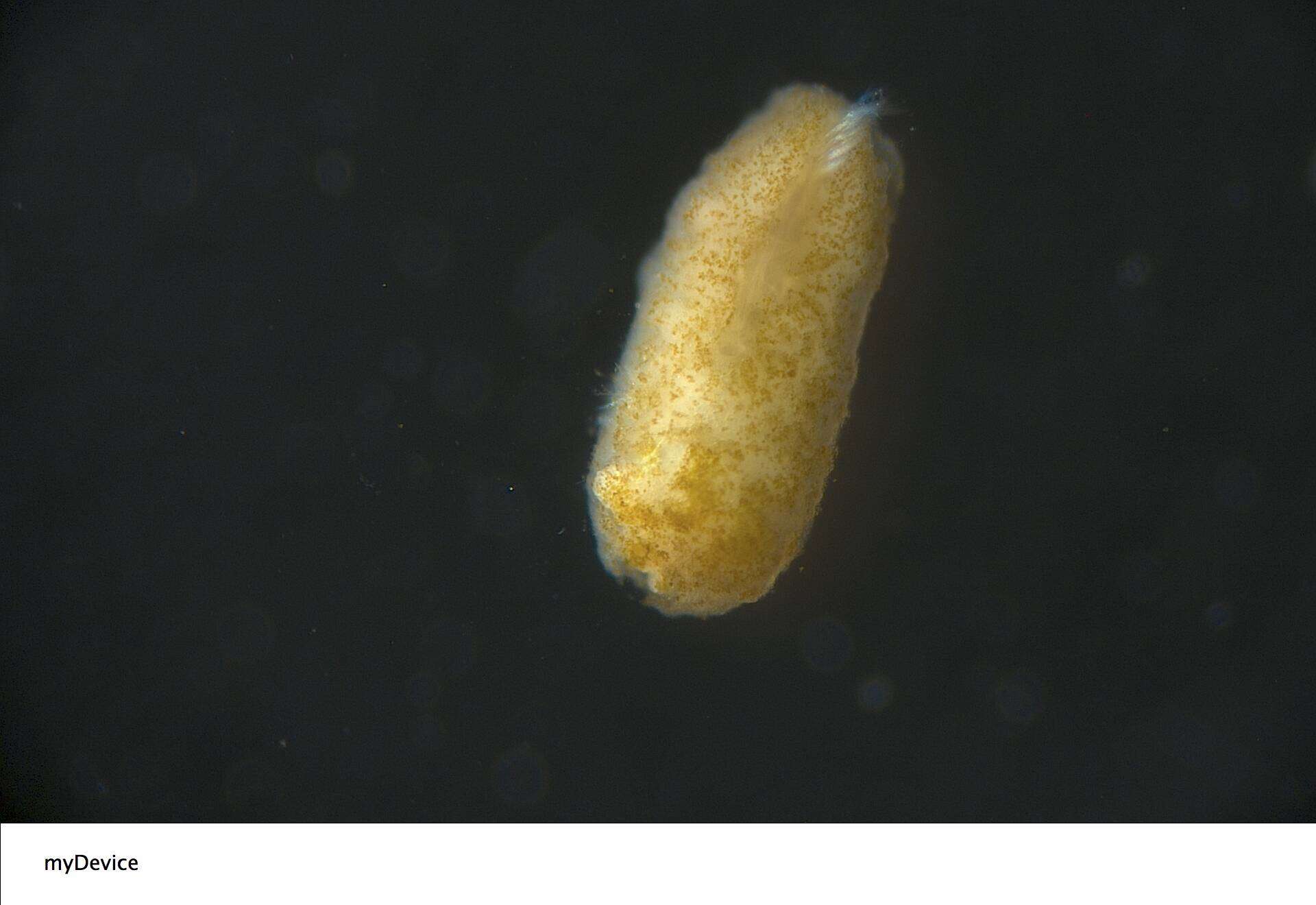 Image of Palythoa heliodiscus (Ryland & Lancaster 2003)