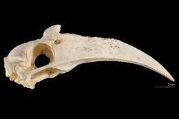 Image of Mindanao Wrinkled Hornbill