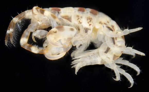 Image of Tube dwelling amphipod