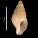 Sivun Glypteuthria meridionalis (E. A. Smith 1881) kuva