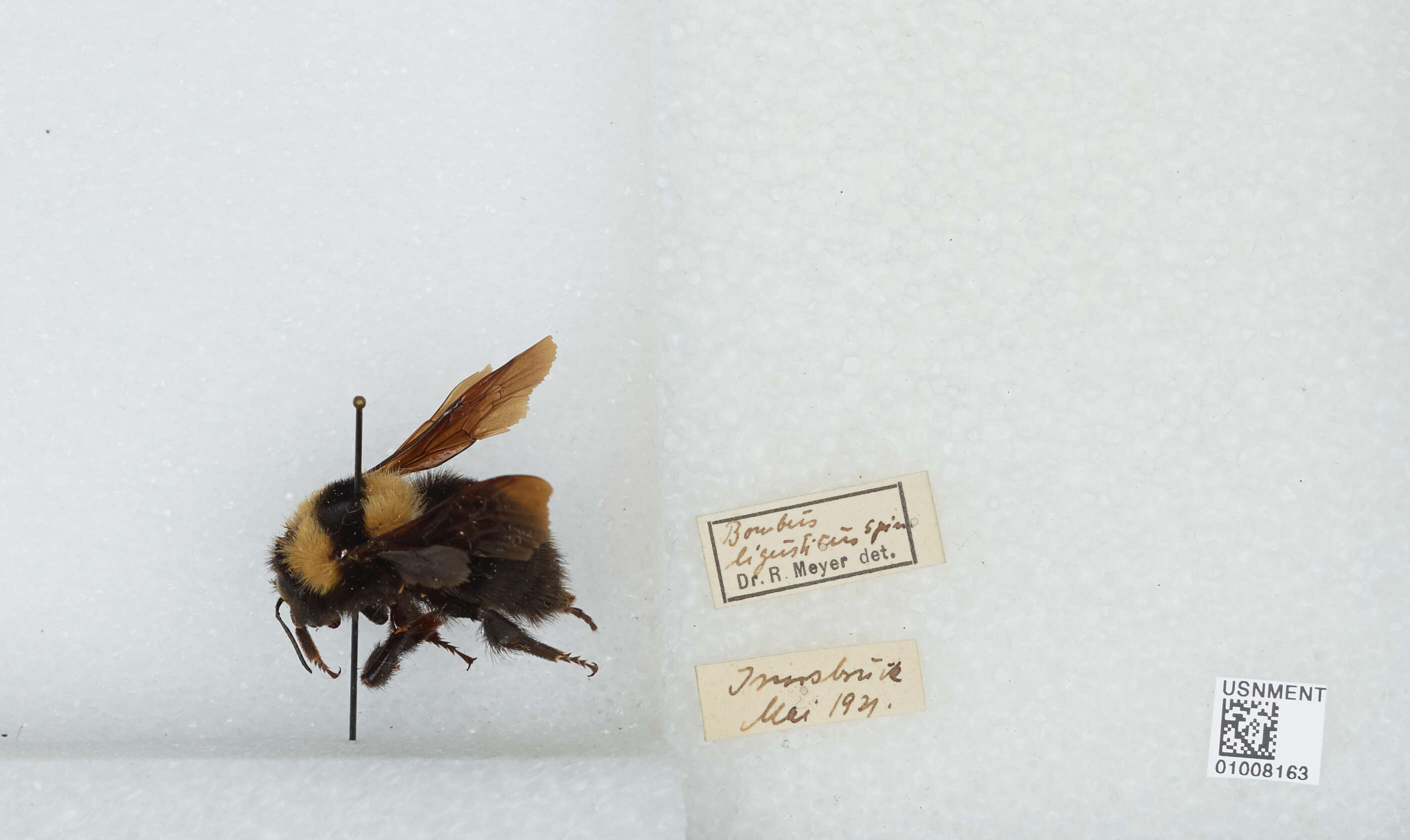 Слика од Bombus argillaceus (Scopoli 1763)