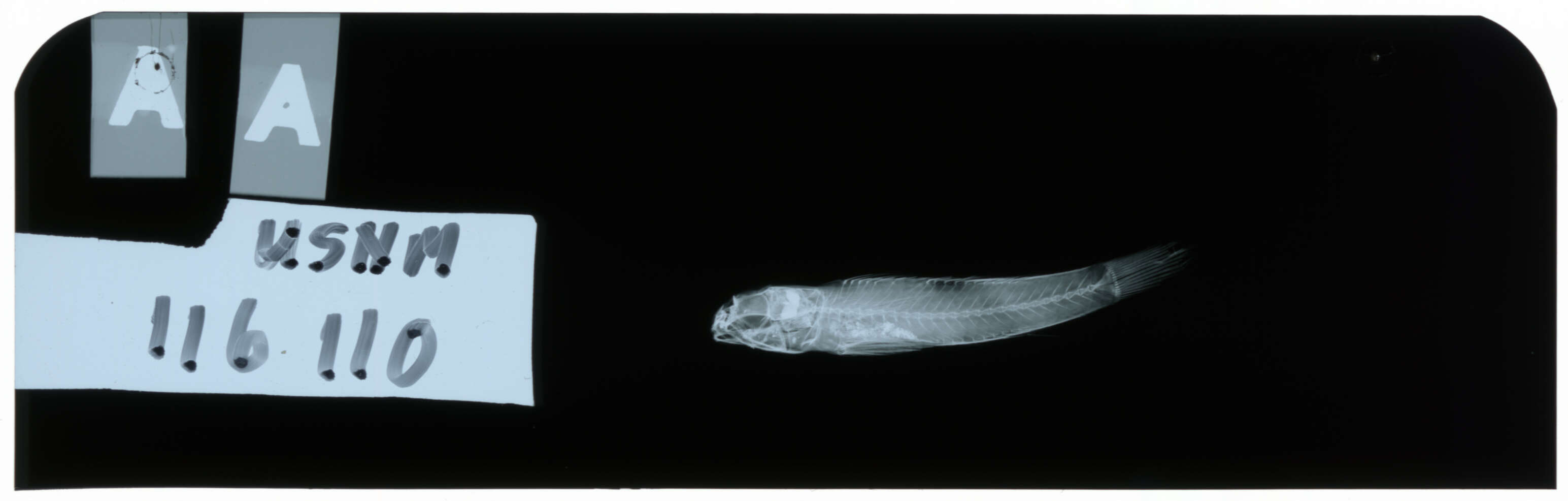 Image of Macrodontogobius