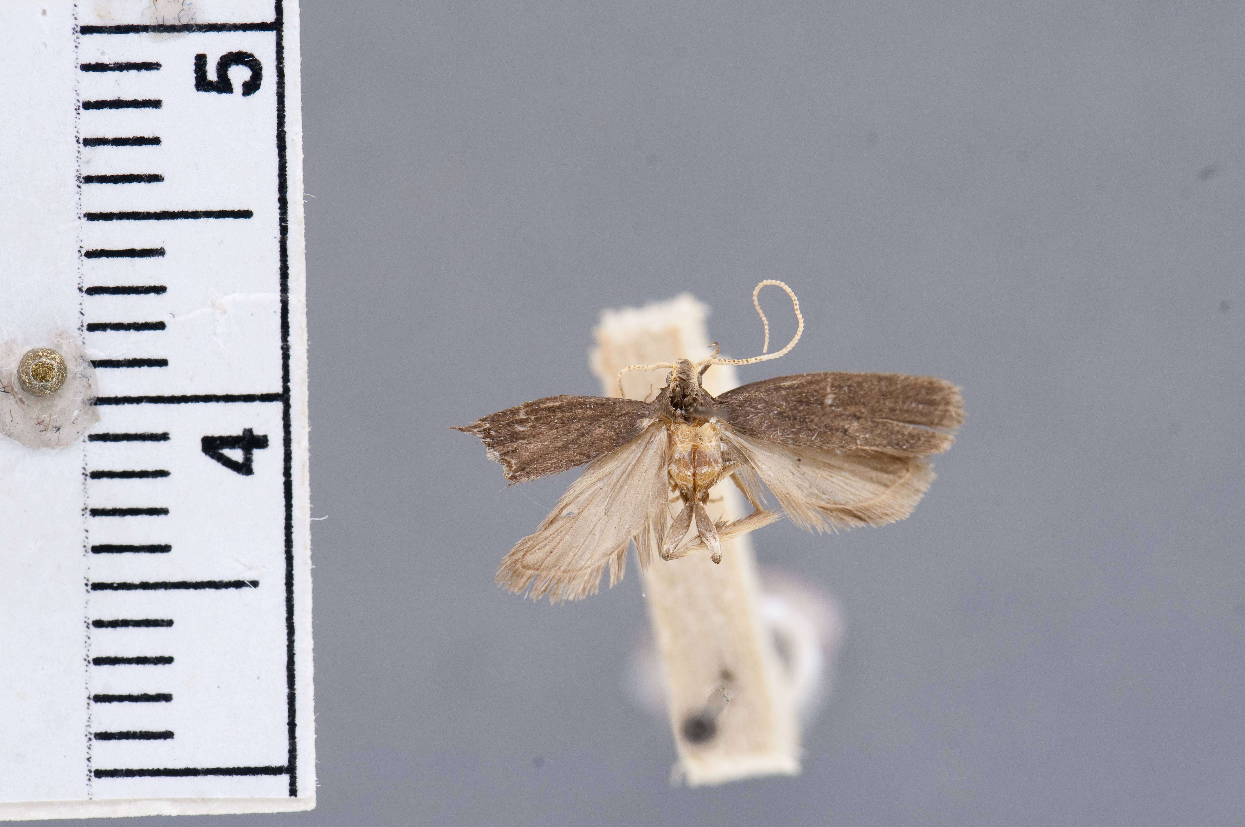 Plancia ëd Lecithocera leucomastis Diakonoff 1967