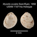 Image of Mysella sculpta Soot-Ryen 1957