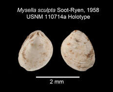 Image of Mysella sculpta Soot-Ryen 1957