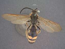 Image of Scolia wusheensis Tsuneki 1972