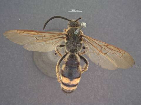 Image of Scolia wusheensis Tsuneki 1972