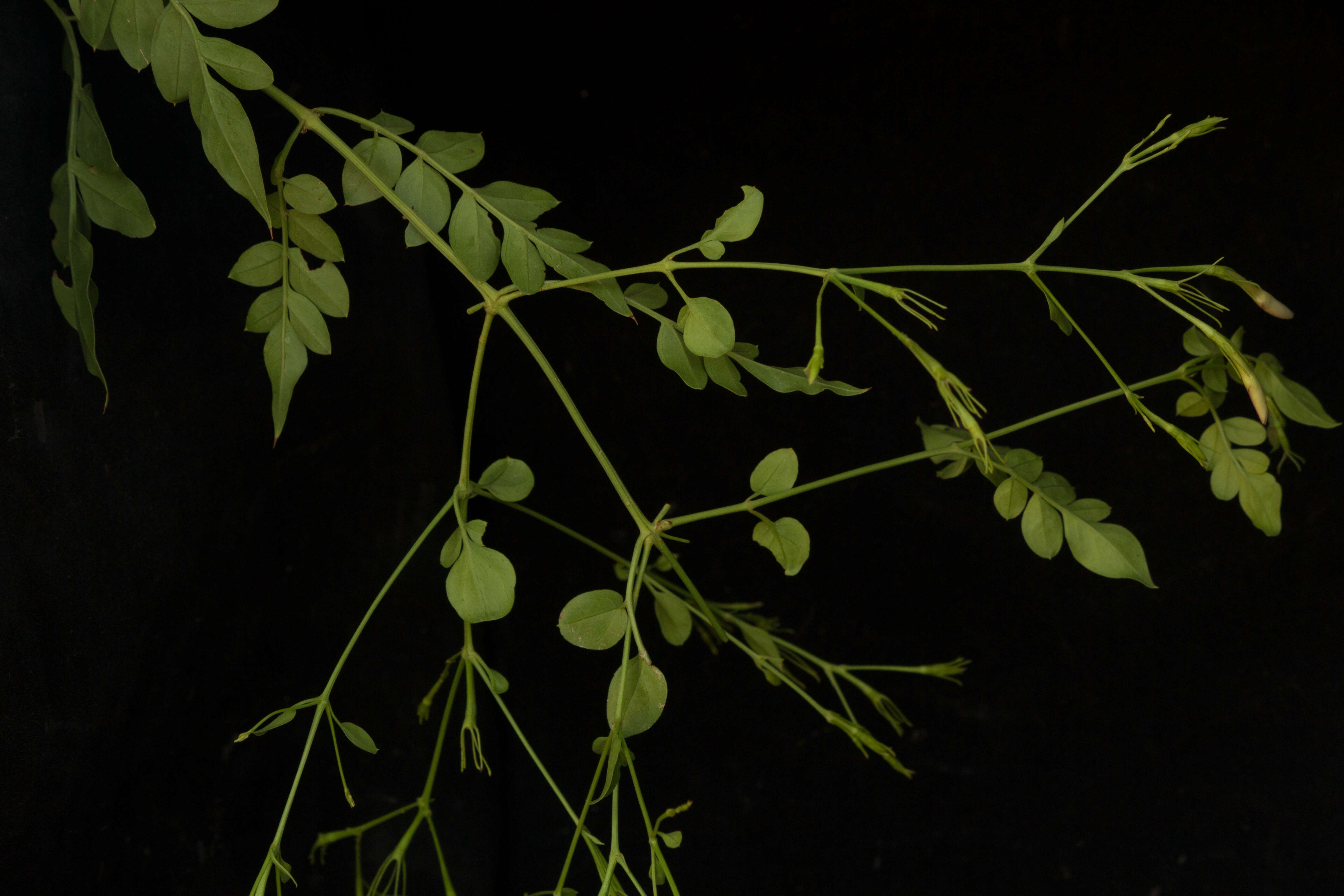 Image of Jasminum grandiflorum L.