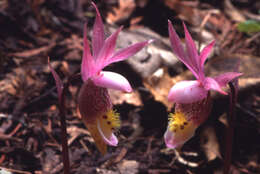 Image of calypso orchid