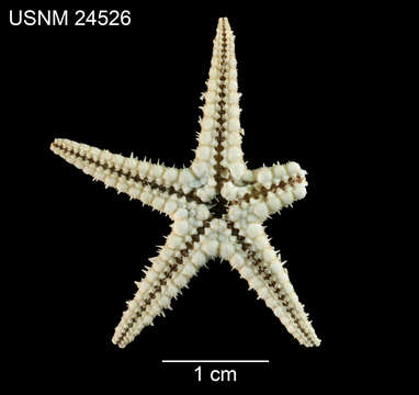 Image of <i>Cheiraster sepitus</i>