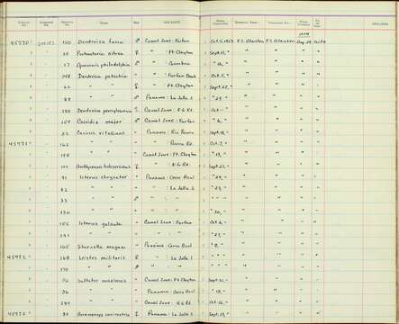 Sturnella magna subulata Griscom 1934 resmi