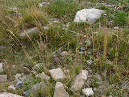 Image of red fescue