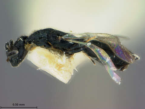 Image of Parasitoid wasp