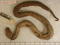 Image of Barbour's Montane Pit Viper